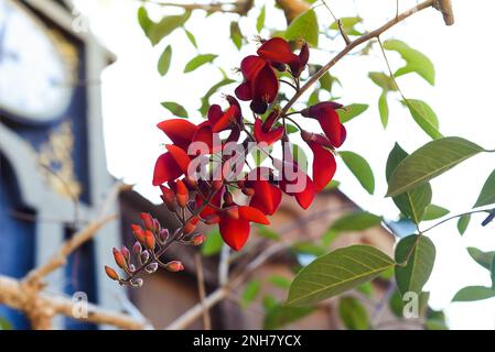 Erythrina crista-galli, oft bekannt als der in Vietnam wachsende cockspur-Korallenbaum Stockfoto