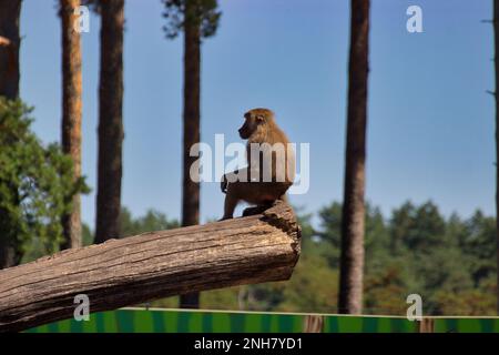 Fernaufnahme eines Pavians, der auf einem Ast sitzt und in die Ferne schaut, im Hintergrund sind mehr Bäume zu sehen. Stockfoto