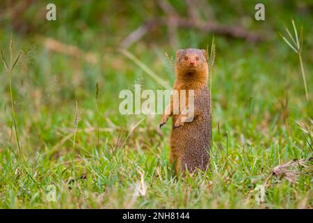 Alert dwarf Mongoose (Helogale parvula) in der Nähe einer termite Damm. Dieses kleine Fleischfresser ist sehr sozial, leben in großen Gruppen von bis zu 20 Personen. M Stockfoto