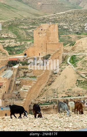 Beduinen-Hirte und eine Ziegenherde im Westjordanland, Palästina, an der Heiligen Lavra von St. Sabbas, mit Blick auf das Kidron-Tal Stockfoto