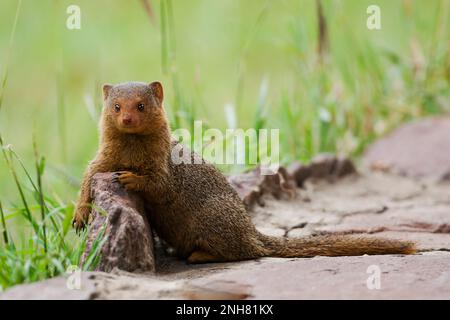 Alert dwarf Mongoose (Helogale parvula) in der Nähe einer termite Damm. Dieses kleine Fleischfresser ist sehr sozial, leben in großen Gruppen von bis zu 20 Personen. M Stockfoto