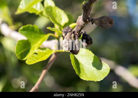 Feigenblütenbaumkrankheit. Getrocknete kleine dunkelbraune Feige in der Nähe von Baby-frischem Obst Stockfoto