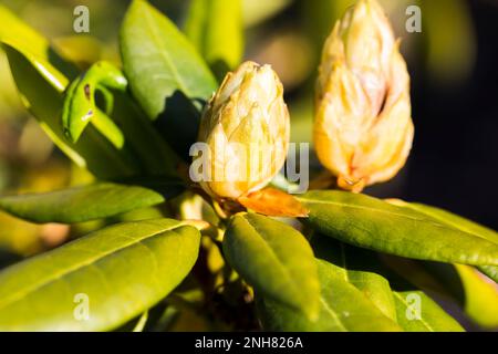 Nahaufnahme der Rhododendron-Pflanze mit hübschen gelben Blütenknospen, nicht geöffnet. Kein Pestizid, Gartenhobby Stockfoto