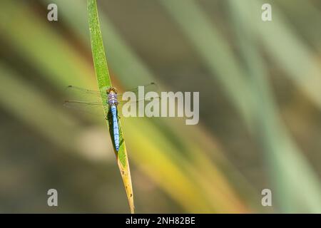 Nahaufnahme einer Libelle, die auf einem Blatt ruht Stockfoto