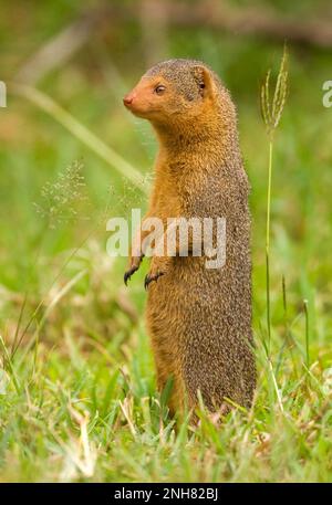 Alert dwarf Mongoose (Helogale parvula) in der Nähe einer termite Damm. Dieses kleine Fleischfresser ist sehr sozial, leben in großen Gruppen von bis zu 20 Personen. M Stockfoto