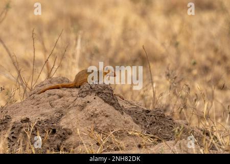 Alert dwarf Mongoose (Helogale parvula) in der Nähe einer termite Damm. Dieses kleine Fleischfresser ist sehr sozial, leben in großen Gruppen von bis zu 20 Personen. M Stockfoto