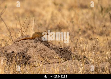 Alert dwarf Mongoose (Helogale parvula) in der Nähe einer termite Damm. Dieses kleine Fleischfresser ist sehr sozial, leben in großen Gruppen von bis zu 20 Personen. M Stockfoto