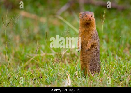 Alert dwarf Mongoose (Helogale parvula) in der Nähe einer termite Damm. Dieses kleine Fleischfresser ist sehr sozial, leben in großen Gruppen von bis zu 20 Personen. M Stockfoto