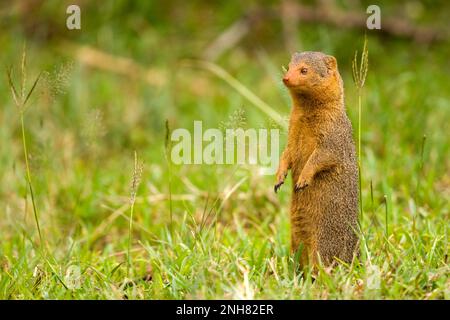 Alert dwarf Mongoose (Helogale parvula) in der Nähe einer termite Damm. Dieses kleine Fleischfresser ist sehr sozial, leben in großen Gruppen von bis zu 20 Personen. M Stockfoto