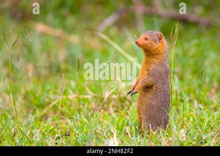 Alert dwarf Mongoose (Helogale parvula) in der Nähe einer termite Damm. Dieses kleine Fleischfresser ist sehr sozial, leben in großen Gruppen von bis zu 20 Personen. M Stockfoto