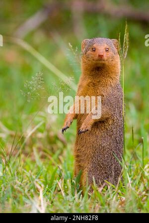 Alert dwarf Mongoose (Helogale parvula) in der Nähe einer termite Damm. Dieses kleine Fleischfresser ist sehr sozial, leben in großen Gruppen von bis zu 20 Personen. M Stockfoto