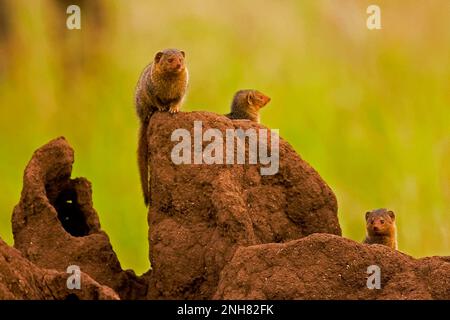 Alert dwarf Mongoose (Helogale parvula) in der Nähe einer termite Damm. Dieses kleine Fleischfresser ist sehr sozial, leben in großen Gruppen von bis zu 20 Personen. M Stockfoto