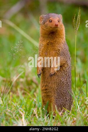 Alert dwarf Mongoose (Helogale parvula) in der Nähe einer termite Damm. Dieses kleine Fleischfresser ist sehr sozial, leben in großen Gruppen von bis zu 20 Personen. M Stockfoto