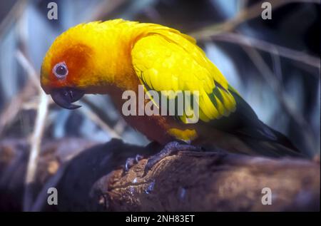 Der Sonnensittich (Aratinga solstitialis), auch bekannt in der Avikultur als Sonnenzaun, ist ein mittelgroßer, farbenfroher Papagei, der nordöstlich heimisch ist Stockfoto