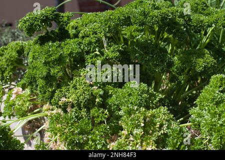 Frische Petersilie, die in einem Garten in Großbritannien wächst Stockfoto