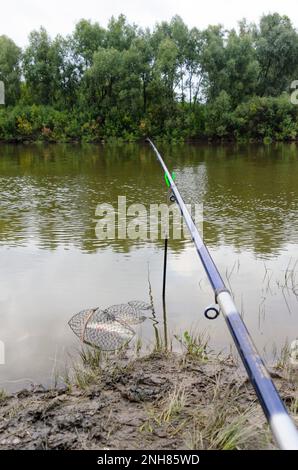 Angelrute am Flussufer mit Fischbett im Wasser mit den Fischen. Stockfoto