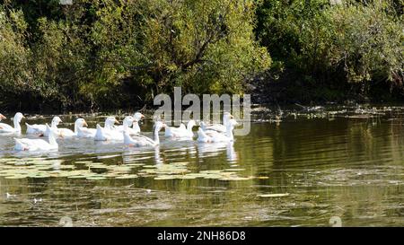 Gänse einen Tag auf dem Fluss im Wasser nahe der Küste. Stockfoto