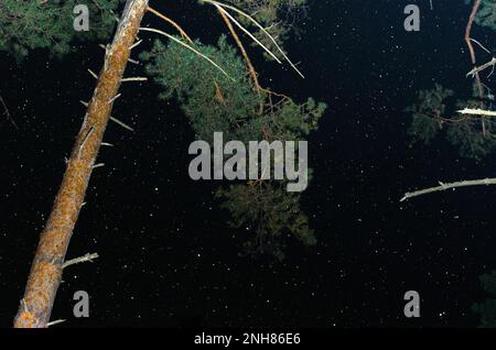 Abstraktes Foto von der Spitze der Kiefer vor dem Sternenhimmel. Stockfoto