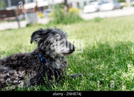 Mischhund bedlington Terrier oder bedlington Whippet grau flauschig Seniorhund ruht sich auf grünem Gras Haustiere Adoptionsbetreuung und Walking Dog Tierliebe Stockfoto