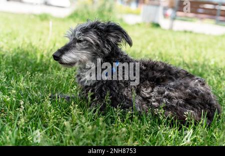 Mischhund bedlington Terrier oder bedlington Whippet grau flauschig Seniorhund ruht sich auf grünem Gras Haustiere Adoptionsbetreuung und Walking Dog Tierliebe Stockfoto