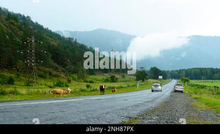 Bergstraße „Chuysky Trakt“ mit Autos und Kühen am Straßenrand in den Regenwäldern und Stromleitungen im Altai Stockfoto