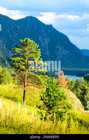 Die Bäume in den Bergen. Weichzeichner. Stockfoto