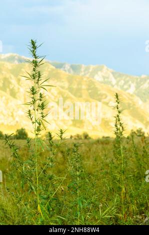 Ein Bush-Cannabis wächst in den Bergen im Altai. Stockfoto