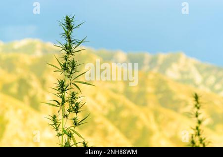 Ein Bush-Cannabis wächst in den Bergen im Altai. Stockfoto