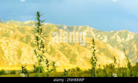 Ein Bush-Cannabis wächst in den Bergen im Altai. Stockfoto