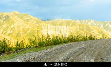 Der Hanfpflanze wächst auf der Bergstraße. Stockfoto