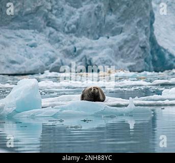 Bärtige Robbe in Svalbard Stockfoto