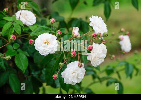 Rosa Felicite-Perpetue, verstreute Rose mit relativ dornlosen Stämmen, Rosette-ähnliche, cremeweiße Blumen Stockfoto