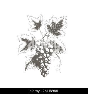 Handgezeichnete Traubenskizze. Weinreben, Nahkontur, Blätter, Beeren. Schwarz-weiße ClipArt isoliert auf weißem Hintergrund. Stock Vektor