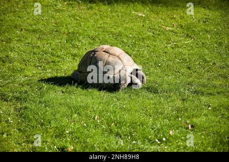 Ganzkörper-Langstreckenfoto einer Riesenschildkröte auf einer sonnigen Wiese. Stockfoto