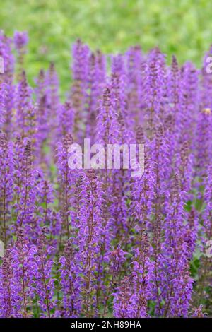 Salvia nemorosa Mai Nacht, Waldsalbei Mainacht, ganzjährig mit Rasen tiefvioletter Blüten Stockfoto