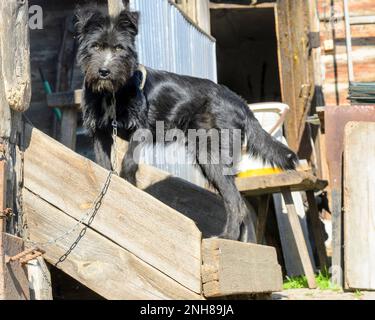 Schwarzer Hund auf der Veranda eines Dorfhauses in Sibirien. Stockfoto