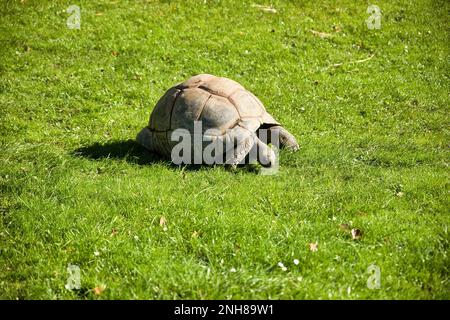 Ganzkörper-Langstreckenfoto einer Riesenschildkröte auf einer sonnigen Wiese. Stockfoto