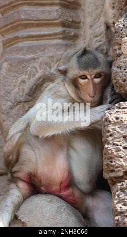 Langschwanzmakaken an Tempelruinen. Stockfoto