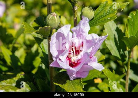 Hibiscus syriacus, Purple Pillar Stockfoto