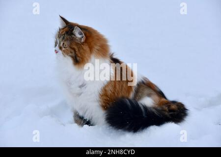 Dreifarbige reinrassibirische Katze im Freien im Schnee Stockfoto