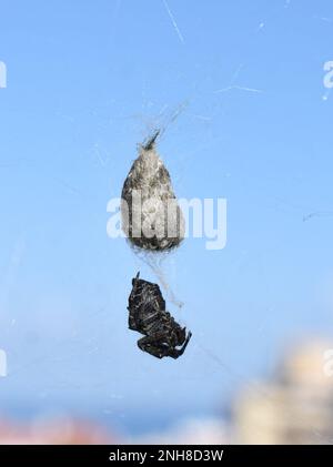 Schwarz-weiße Zeltwebspinne Cyrtophora citricola, die mit Essen vor dem blauen Himmel hängt Stockfoto