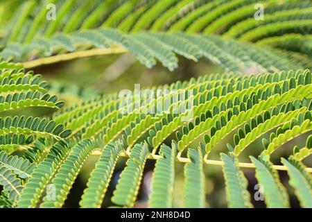 Nahaufnahme der fernähnlichen Blätter eines persischen Seidenbaums Albizia julibrissin Stockfoto