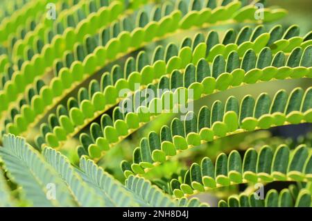 Nahaufnahme der fernähnlichen Blätter eines persischen Seidenbaums Albizia julibrissin Stockfoto