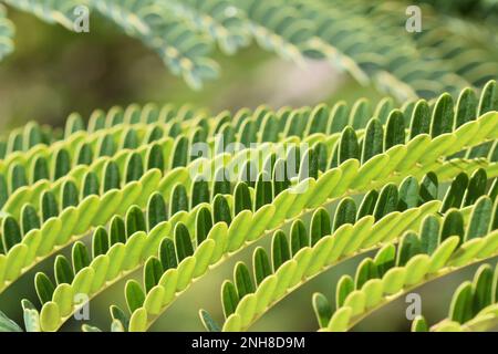 Nahaufnahme der fernähnlichen Blätter eines persischen Seidenbaums Albizia julibrissin Stockfoto