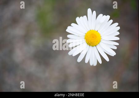 Nahaufnahme von Oxeye daisy (Leucanthemum vulgare) Selektiver Fokus und geringe Tiefenschärfe. Stockfoto