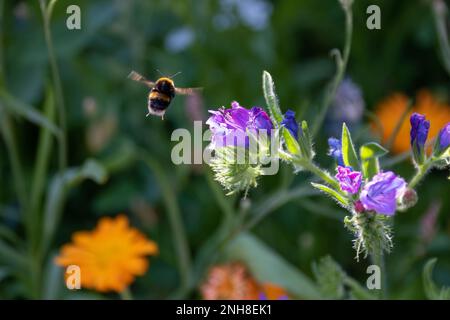 Eine Hummel mit Schwanzschwanzflosse fliegt zu den Blüten von Viper's Bugloss mit verschwommenen orangefarbenen Wildblumen im Hintergrund Stockfoto