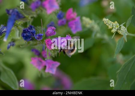 Hummel mit Schwanzschwanzflosse sammelt Pollen von Viper-Wanzenblüten Stockfoto