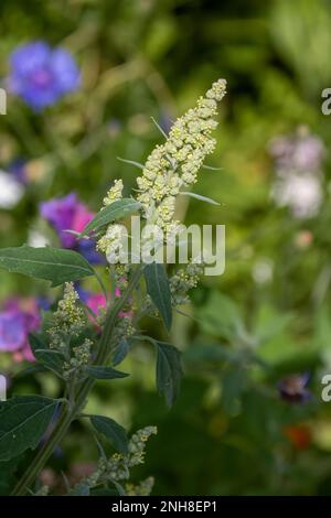 chenopodium Album Pflanze auch bekannt als weiße Stachelfußpflanze mit bunten Wildblumen, die im Hintergrund verschwommen sind Stockfoto