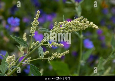 chenopodium Album Pflanze, auch bekannt als weißer Stachelfuß Stockfoto
