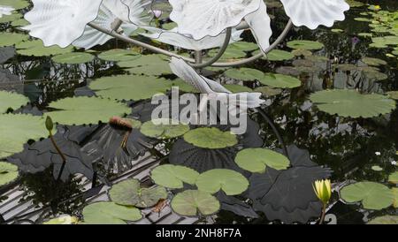 Dale Chihuly's White Persian Pond Skulptur im Waterlily House in Kew Gardens, Richmond, England, Großbritannien Stockfoto